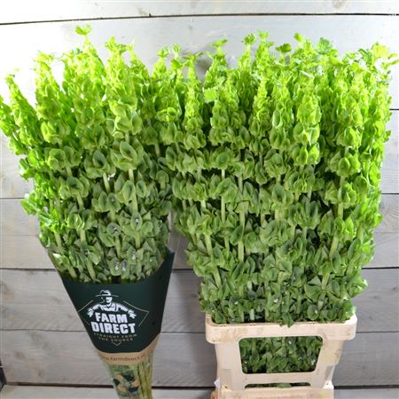 Moluccella Stuk