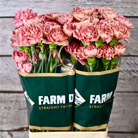 Di St Terra Rose