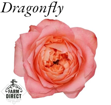 R Gr Dragonfly
