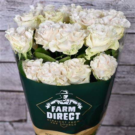 R Gr Cotton Xpression