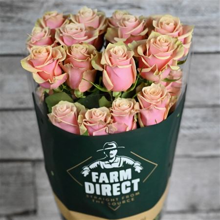 R Gr Pink Amaretto