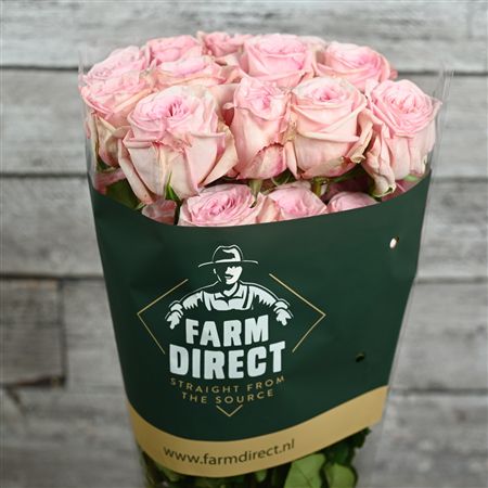 R Gr Pink O Hara