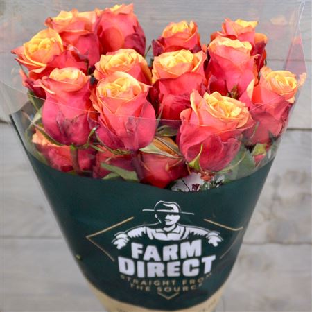R Gr Cherry Brandy