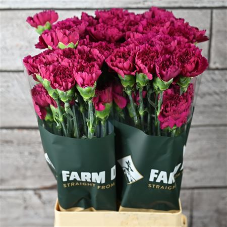 Di St Farieta