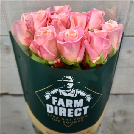 R Gr Miss Piggy+