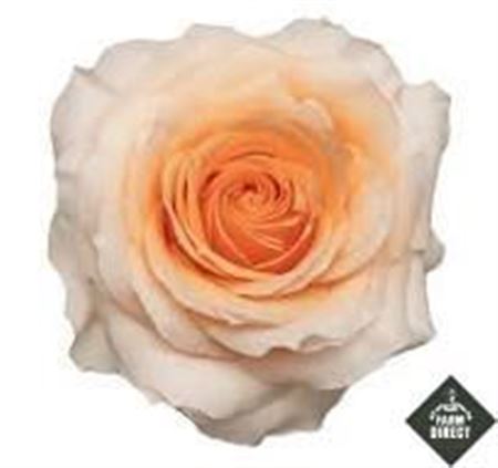 R Gr Felicity
